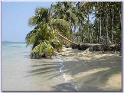 mit Palmen bewachsener Strand in der Dominikanische Republik